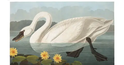 Plate 411 of Audubon's The Birds of America: Tundra Swan (Cygnus columbianus)