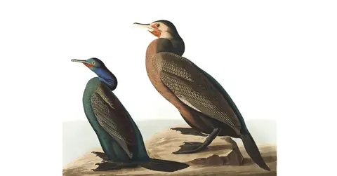 Plate 412 of Audubon's The Birds of America: Brandt's Cormorant (Urile penicillatus) and Pelagic Cormorant (Urile pelagicus)