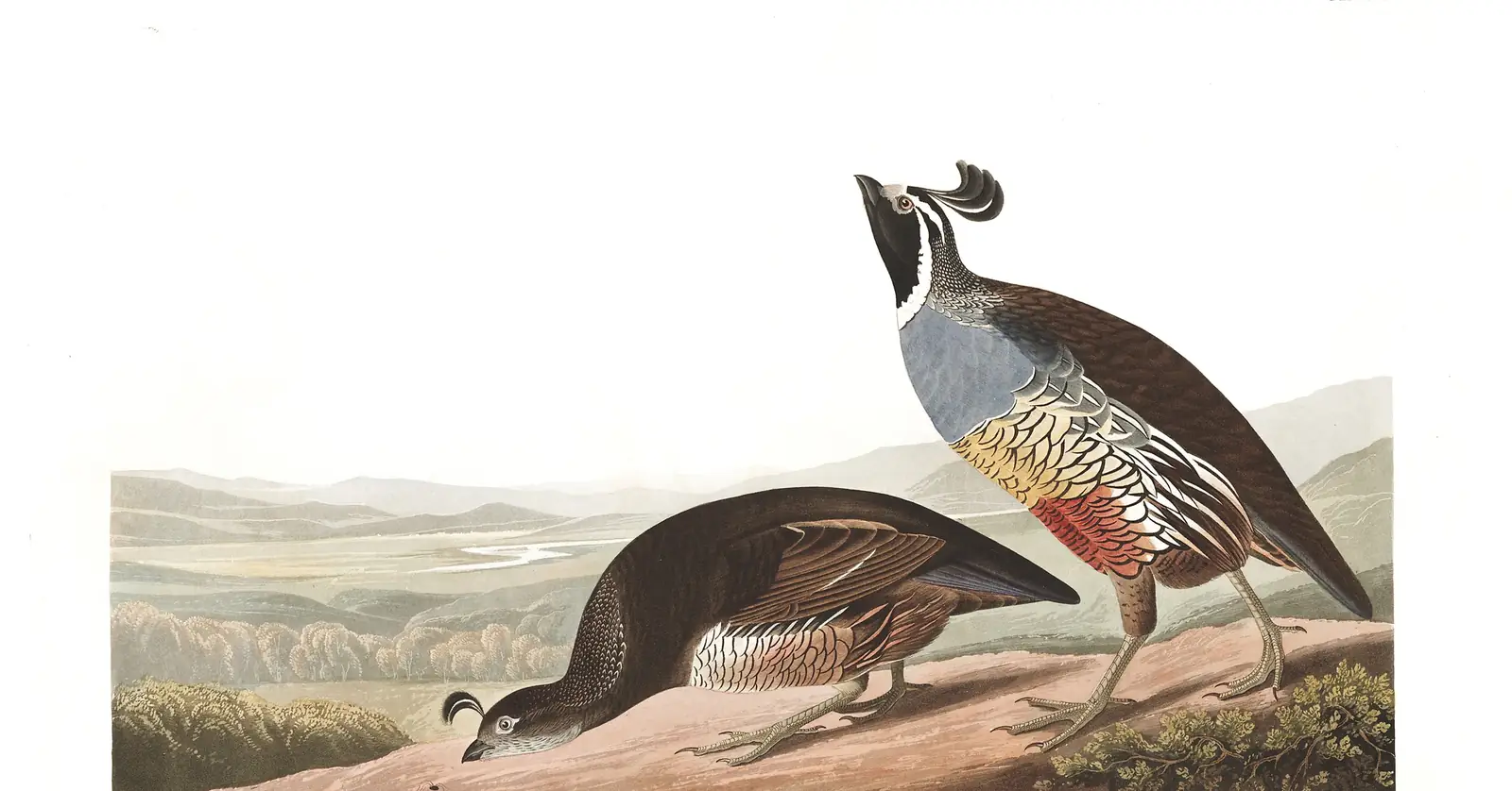 Plate 413 of Audubon's The Birds of America: California Quail (Callipepla californica)