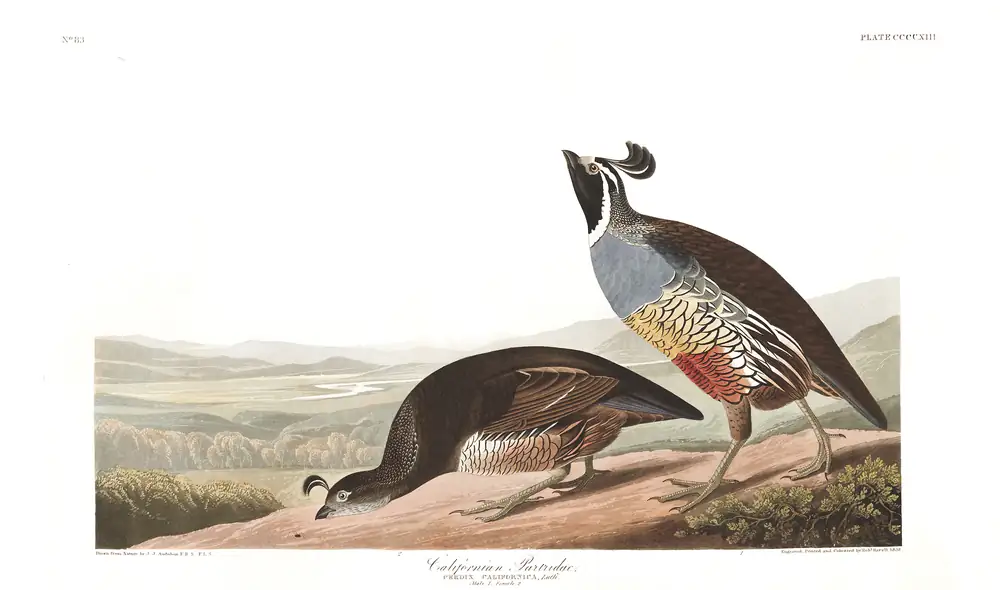 The whole sheet of plate 413, with its engraved caption