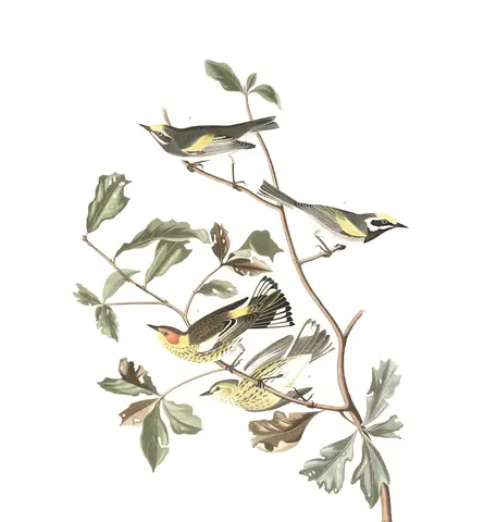 Plate 414 of Audubon's The Birds of America: Cape May Warbler (Setophaga tigrina) and Golden-winged Warbler (Vermivora chrysoptera)