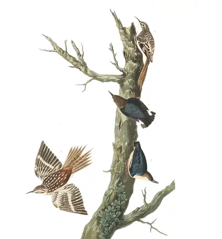 Plate 415 of Audubon's The Birds of America: Brown Creeper (Certhia americana) and Pygmy Nuthatch (Sitta pygmaea)