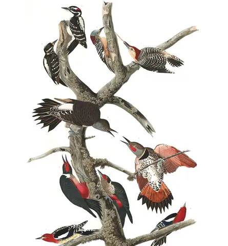 Plate 416 of Audubon's The Birds of America: Hairy Woodpecker (Leuconotopicus villosus), Red-bellied Woodpecker (Melanerpes carolinus), Northern Flicker (Colaptes auratus), Lewis's Woodpecker (Melanerpes lewis) and Red-breasted Sapsucker (Sphyrapicus ruber)