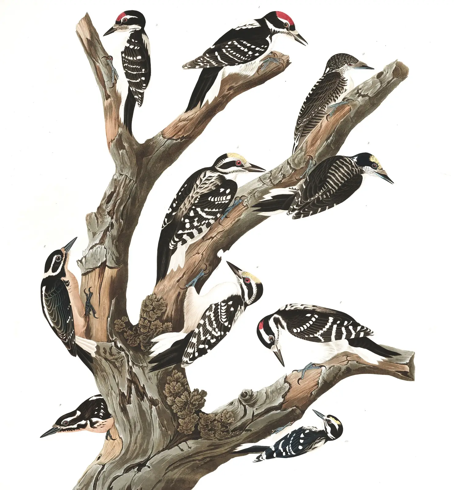 Plate 417 of Audubon's The Birds of America: Hairy Woodpecker (Leuconotopicus villosus) and American Three-toed Woodpecker (Picoides dorsalis)