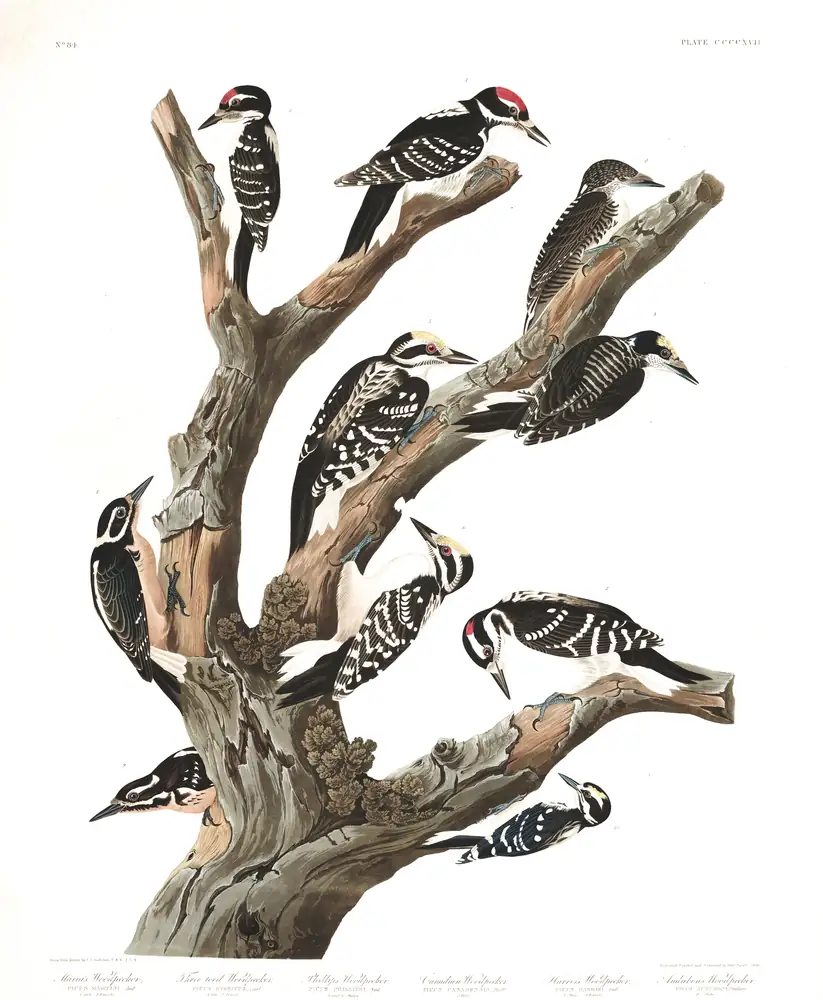 The whole sheet of plate 417, with its engraved caption
