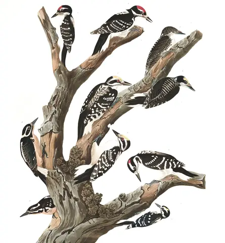 Plate 417 of Audubon's The Birds of America: Hairy Woodpecker (Leuconotopicus villosus) and American Three-toed Woodpecker (Picoides dorsalis)