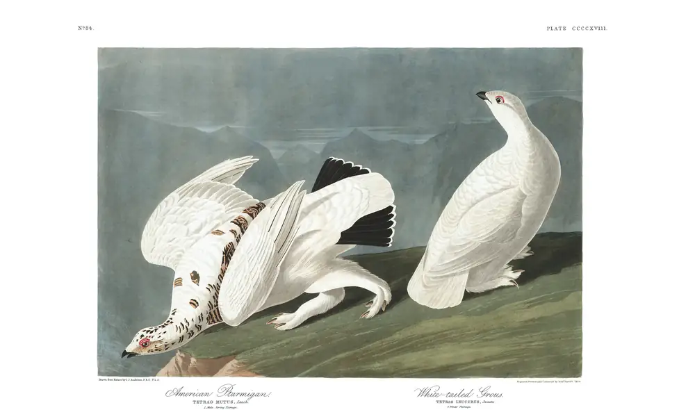 The whole sheet of plate 418, with its engraved caption