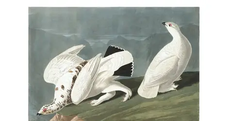 Plate 418 of Audubon's The Birds of America: Rock Ptarmigan (Lagopus muta) and White-tailed Ptarmigan (Lagopus leucura)