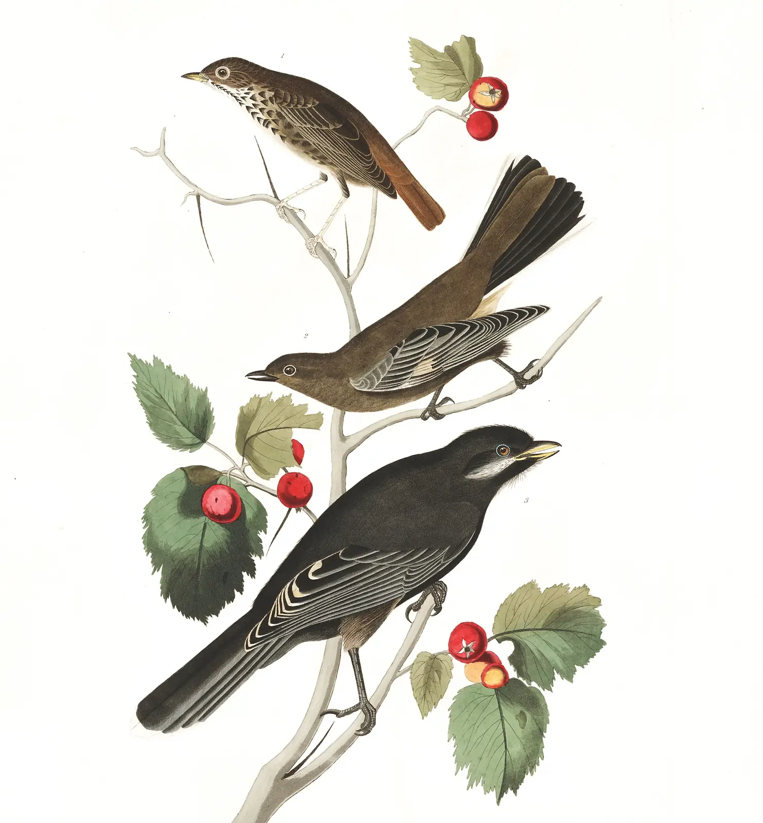 Plate 419 of Audubon's The Birds of America: Hermit Thrush (Catharus guttatus), Townsend's Solitaire (Myadestes townsendi) and Canada Jay (Perisoreus canadensis)