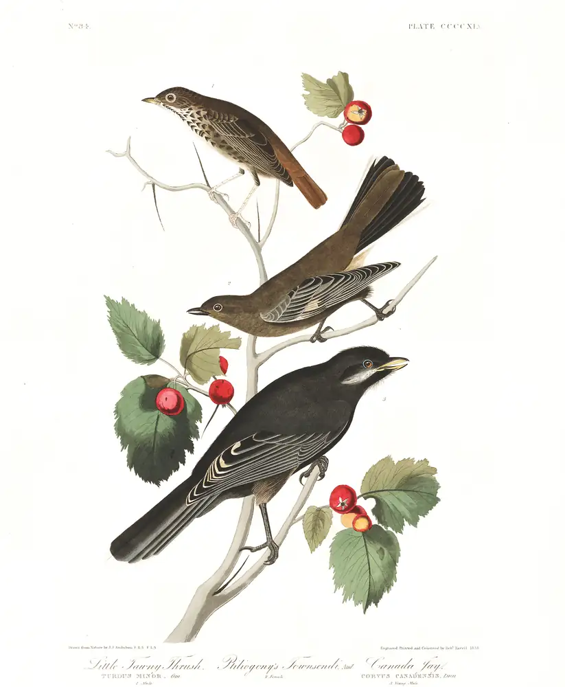 The whole sheet of plate 419, with its engraved caption
