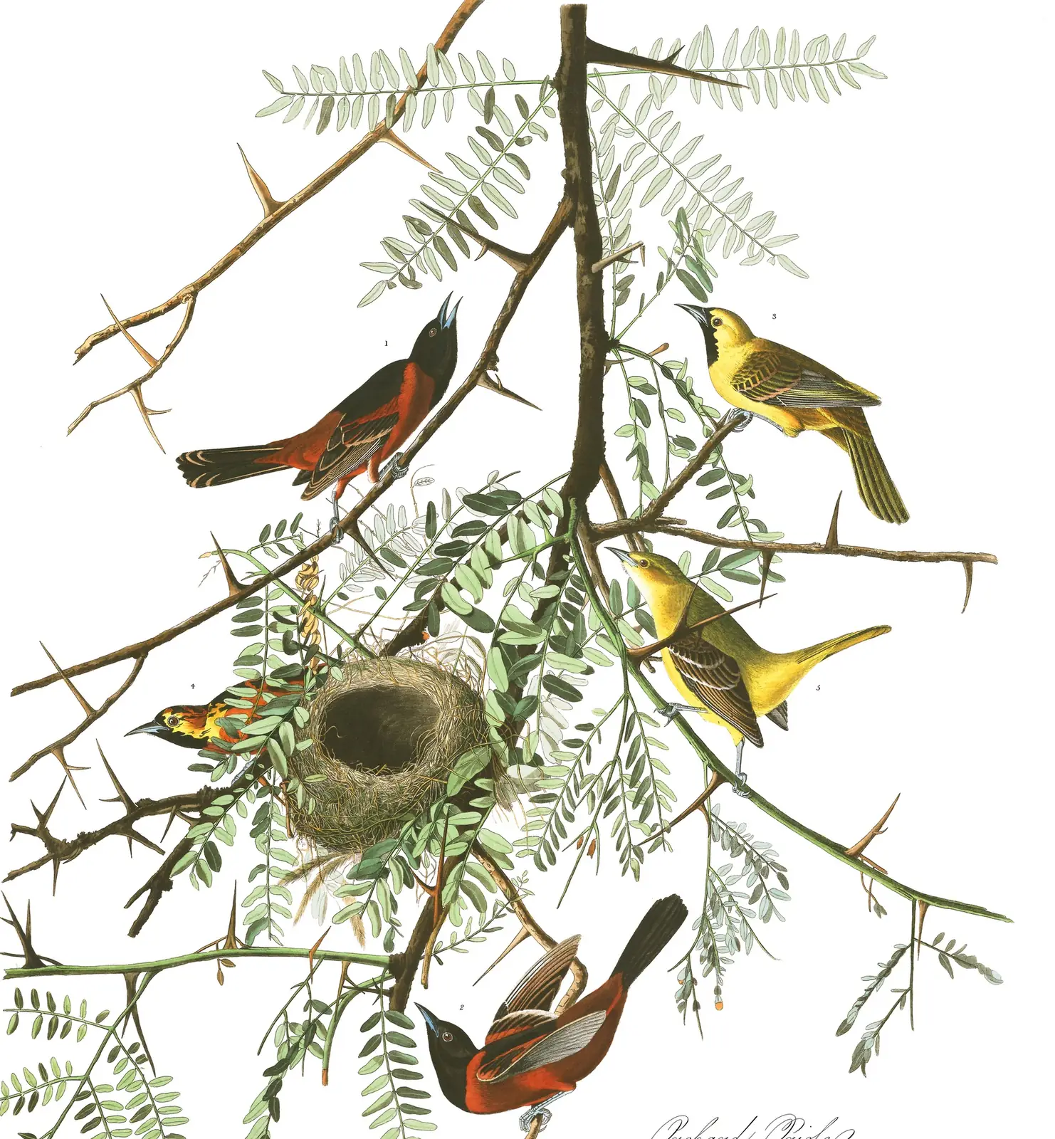 Plate 42 of Audubon's The Birds of America: Orchard Oriole (Icterus spurius)