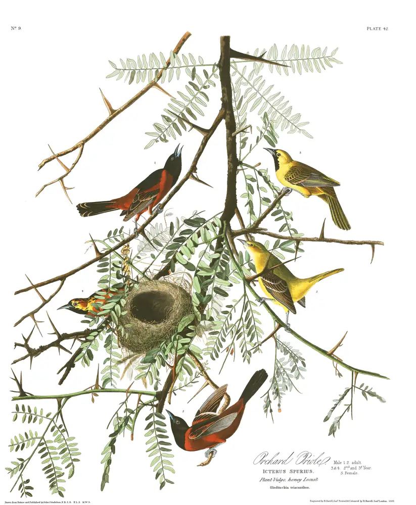 The whole sheet of plate 42, with its engraved caption