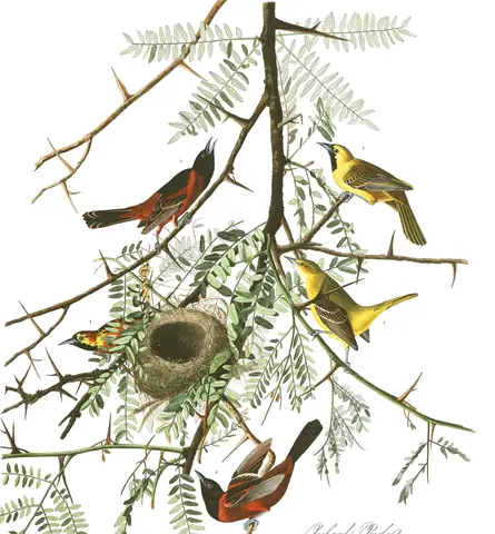 Plate 42 of Audubon's The Birds of America: Orchard Oriole (Icterus spurius)