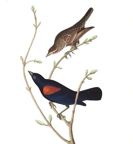 Plate 420 of Audubon's The Birds of America: Red-winged Blackbird (Agelaius phoeniceus)