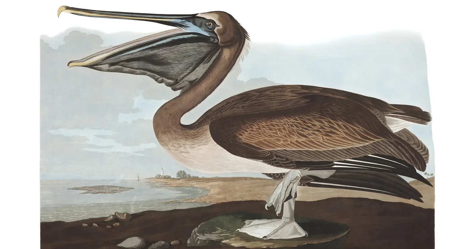 Plate 421 of Audubon's The Birds of America: Brown Pelican (Pelecanus occidentalis)
