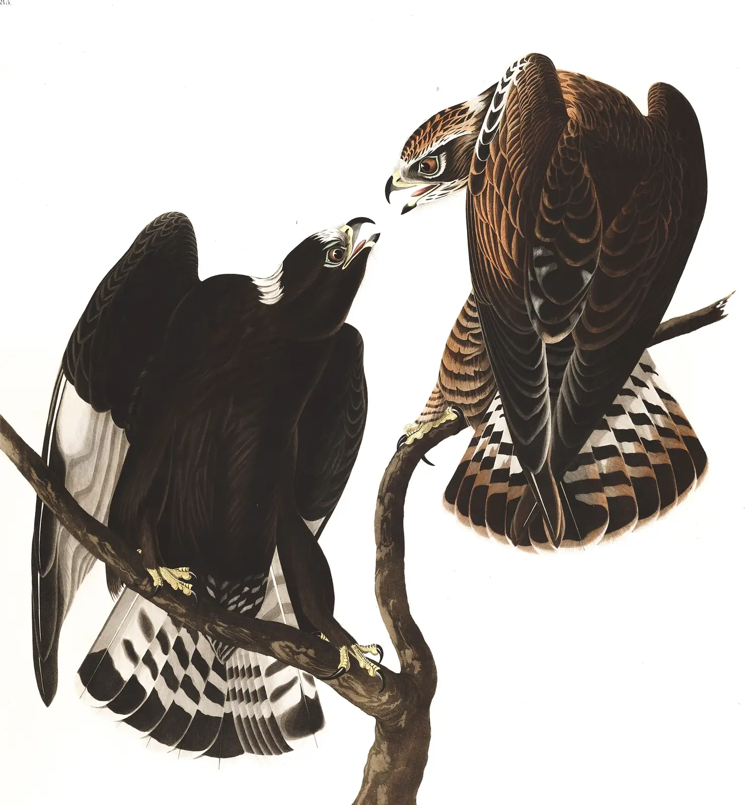 Plate 422 of Audubon's The Birds of America: Rough-legged Hawk (Buteo lagopus)