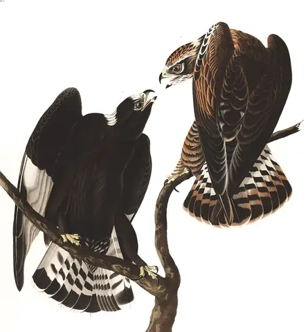 Plate 422 of Audubon's The Birds of America: Rough-legged Hawk (Buteo lagopus)