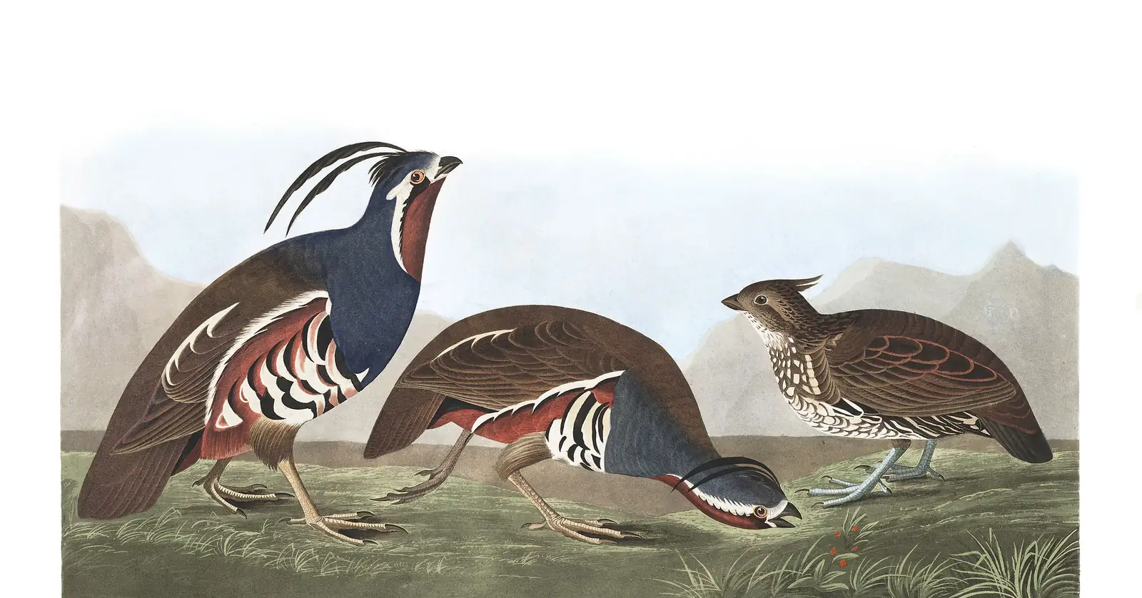 Plate 423 of Audubon's The Birds of America: Crested Bobwhite (Colinus cristatus) and Mountain Quail (Oreortyx pictus)
