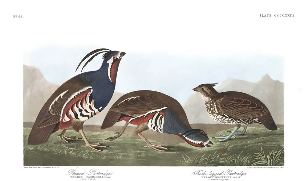 The whole sheet of plate 423, with its engraved caption