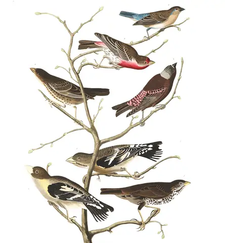 Plate 424 of Audubon's The Birds of America: Lazuli Bunting (Passerina amoena), House Finch (Haemorhous mexicanus), Gray-crowned Rosy-Finch (Leucosticte tephrocotis), Brown-headed Cowbird (Molothrus ater), Evening Grosbeak (Hesperiphona vespertina) and Fox Sparrow (Passerella iliaca)