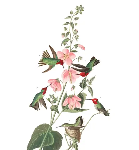 Plate 425 of Audubon's The Birds of America: Anna's Hummingbird (Calypte anna)