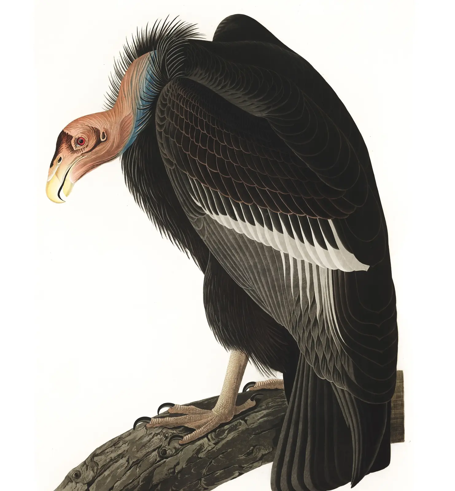 Plate 426 of Audubon's The Birds of America: California Condor (Gymnogyps californianus)
