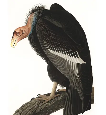 Plate 426 of Audubon's The Birds of America: California Condor (Gymnogyps californianus)