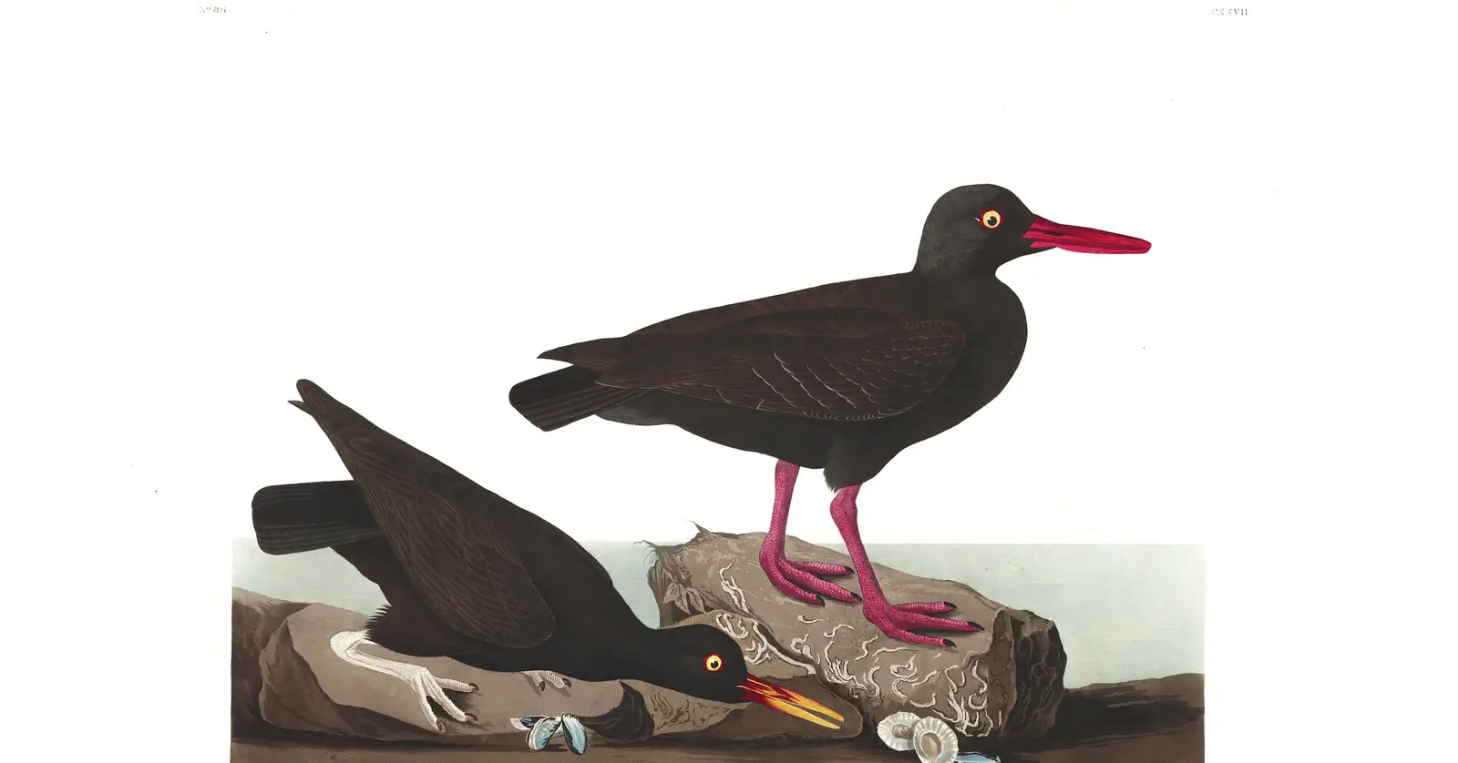 Plate 427 of Audubon's The Birds of America: Black Oystercatcher (Haematopus bachmani) and Blackish Oystercatcher (Haematopus ater)