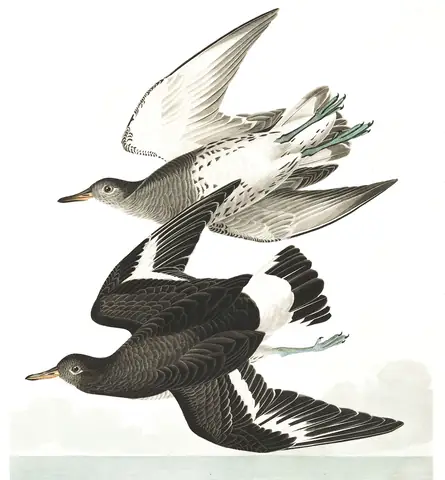 Plate 428 of Audubon's The Birds of America: Surfbird (Calidris virgata)