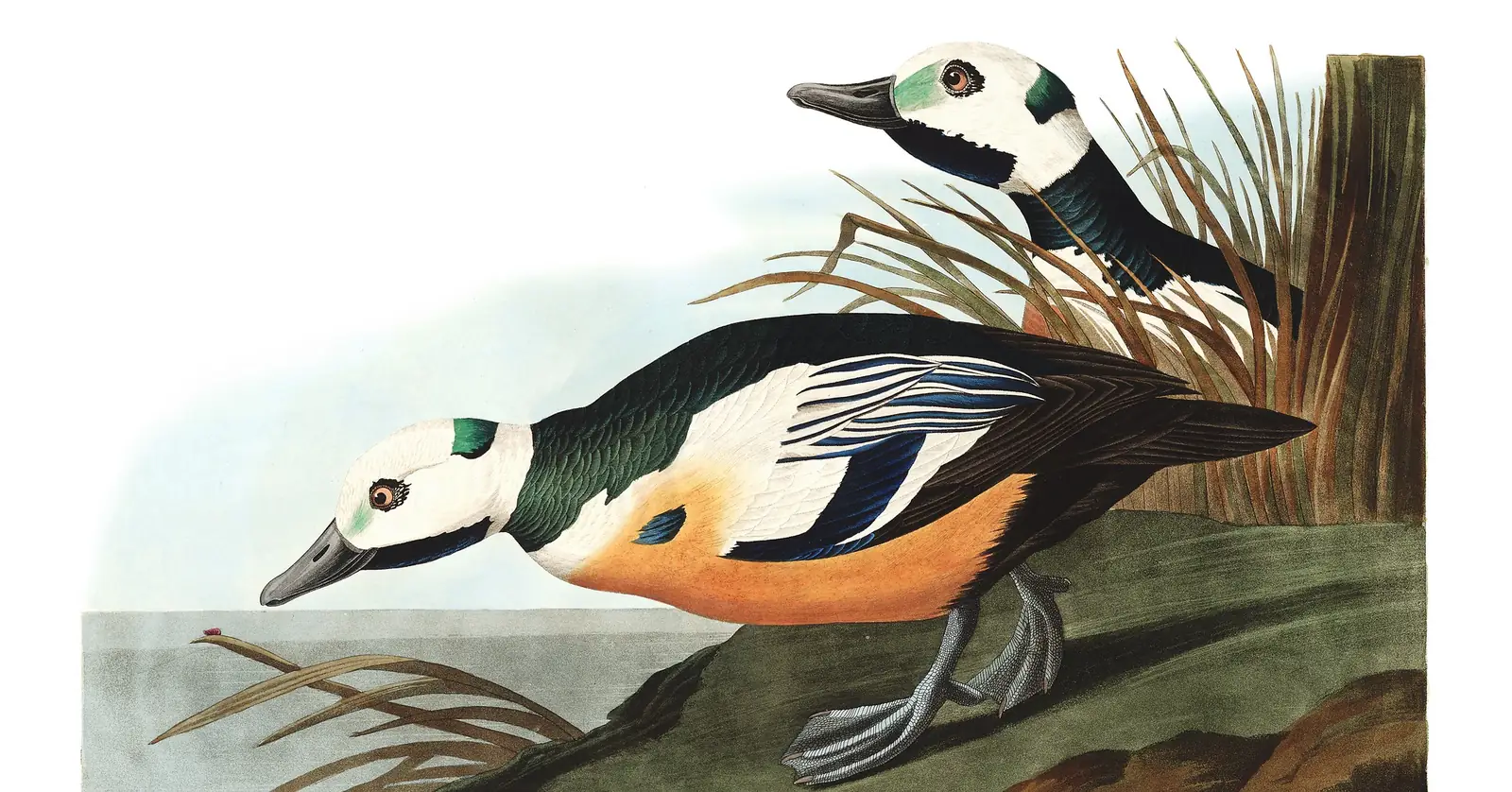 Plate 429 of Audubon's The Birds of America: Steller's Eider (Polysticta stelleri)
