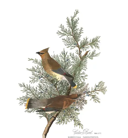 Plate 43 of Audubon's The Birds of America: Cedar Waxwing (Bombycilla cedrorum)
