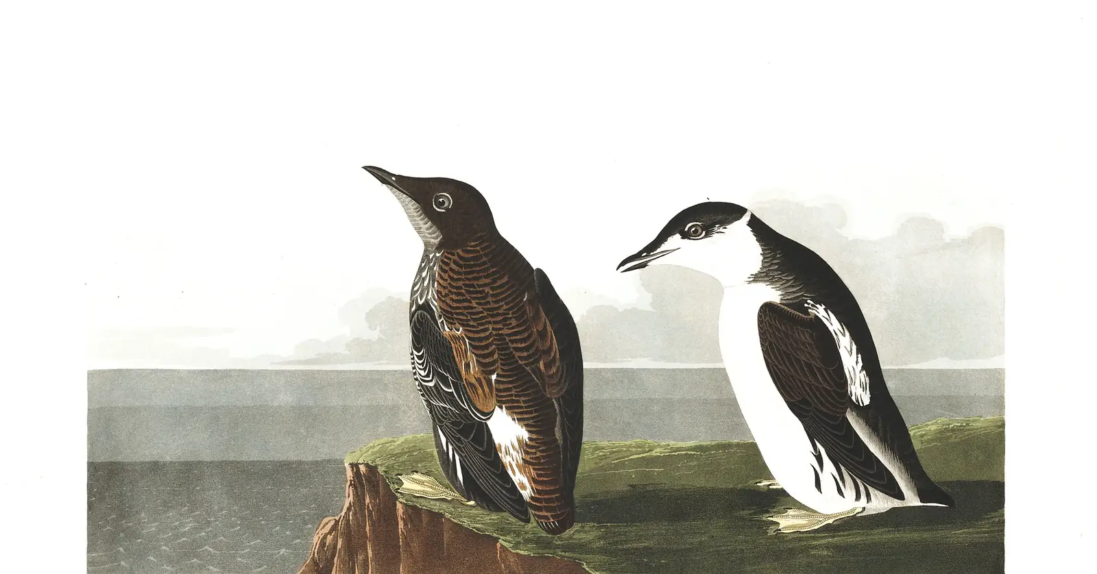 Plate 430 of Audubon's The Birds of America: Marbled Murrelet (Brachyramphus marmoratus)