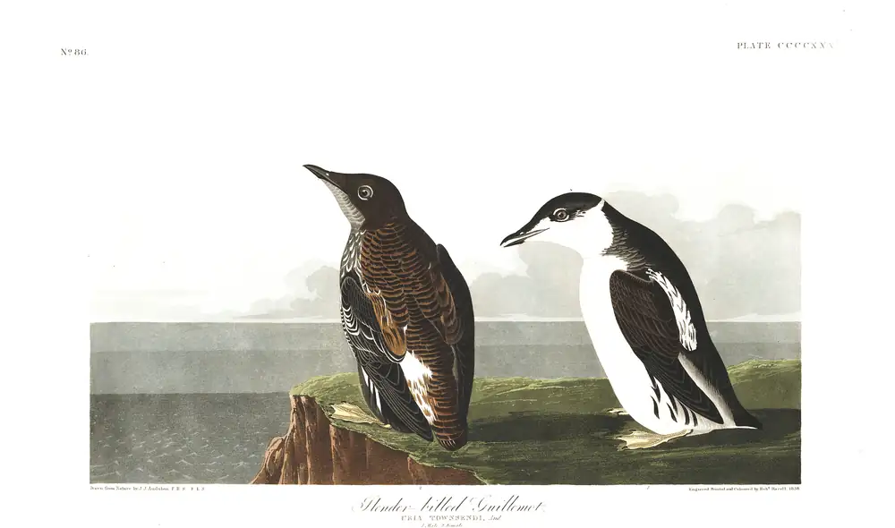 The whole sheet of plate 430, with its engraved caption