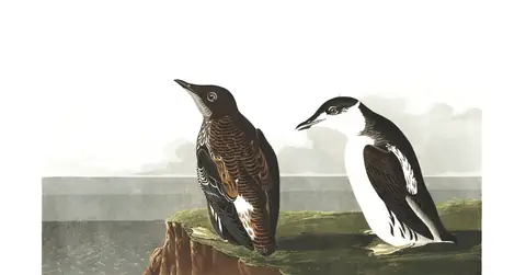 Plate 430 of Audubon's The Birds of America: Marbled Murrelet (Brachyramphus marmoratus)