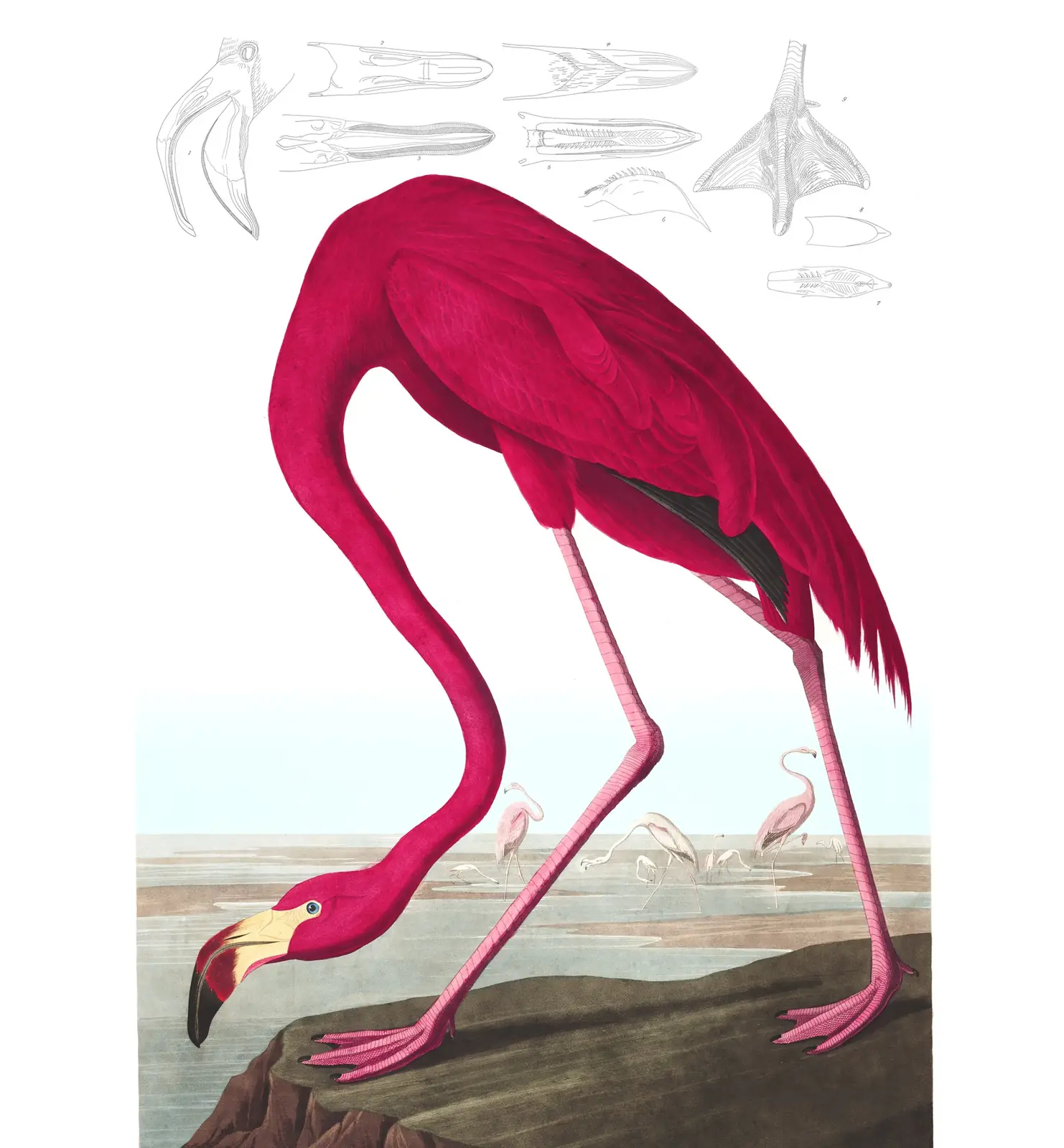 Plate 431 of Audubon's The Birds of America: American Flamingo (Phoenicopterus ruber)
