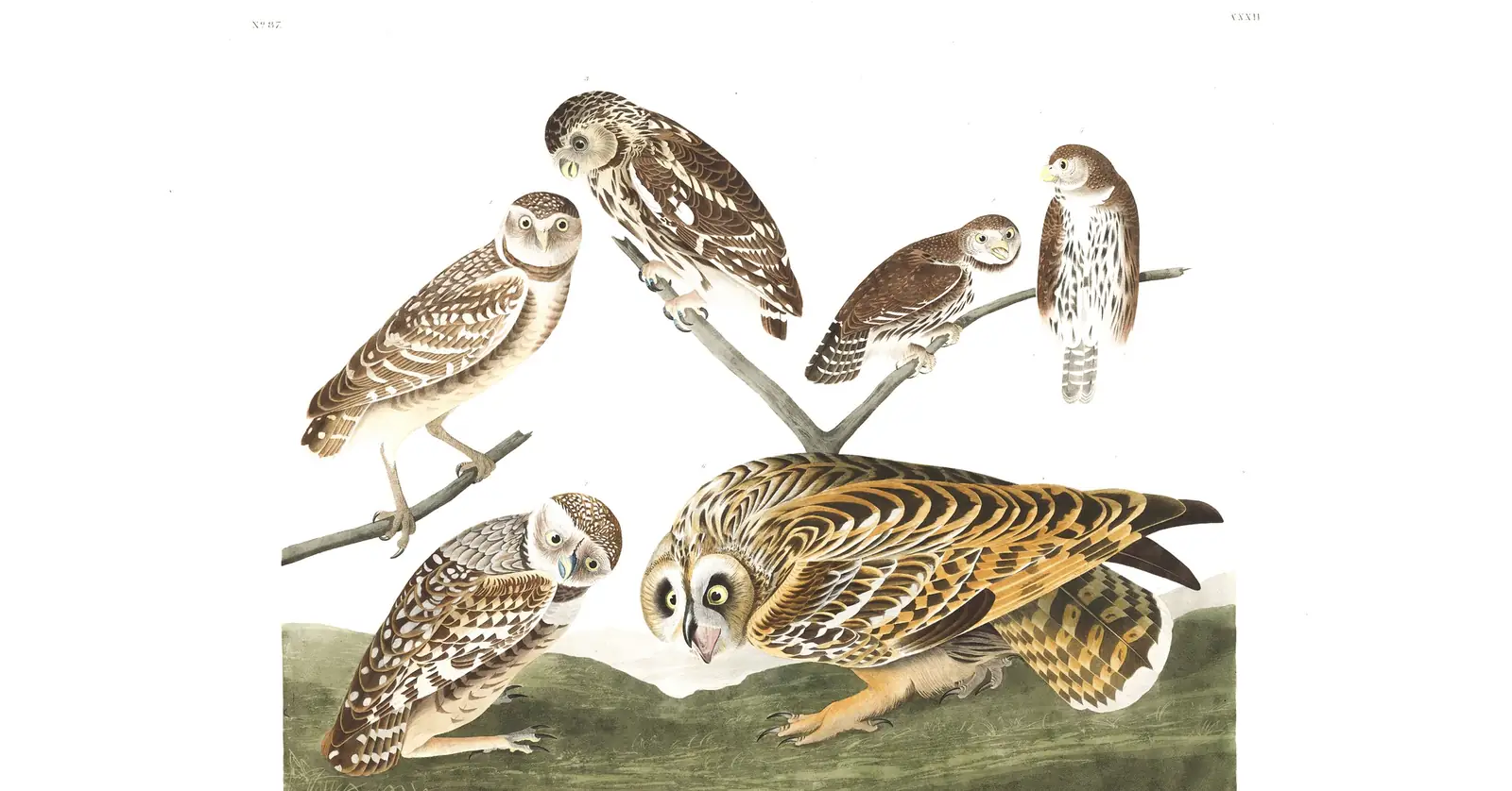Plate 432 of Audubon's The Birds of America: Burrowing Owl (Athene cunicularia), Little Owl (Athene noctua), Northern Pygmy-Owl (Glaucidium gnoma) and Short-eared Owl (Asio flammeus)