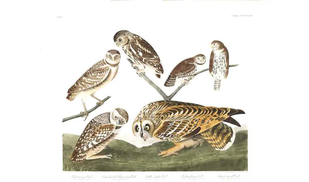 The whole sheet of plate 432, with its engraved caption