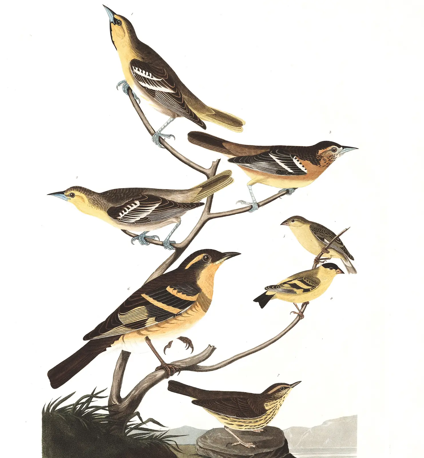 Plate 433 of Audubon's The Birds of America: Bullock's Oriole (Icterus bullockii), Baltimore Oriole (Icterus galbula), Lesser Goldfinch (Spinus psaltria), Varied Thrush (Ixoreus naevius) and Northern Waterthrush (Parkesia noveboracensis)