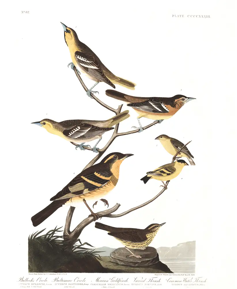 The whole sheet of plate 433, with its engraved caption