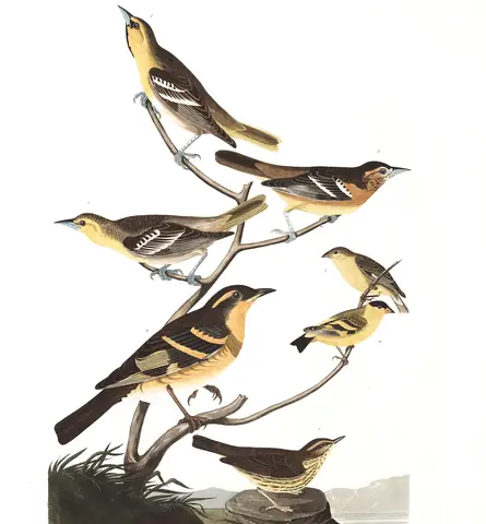Plate 433 of Audubon's The Birds of America: Bullock's Oriole (Icterus bullockii), Baltimore Oriole (Icterus galbula), Lesser Goldfinch (Spinus psaltria), Varied Thrush (Ixoreus naevius) and Northern Waterthrush (Parkesia noveboracensis)