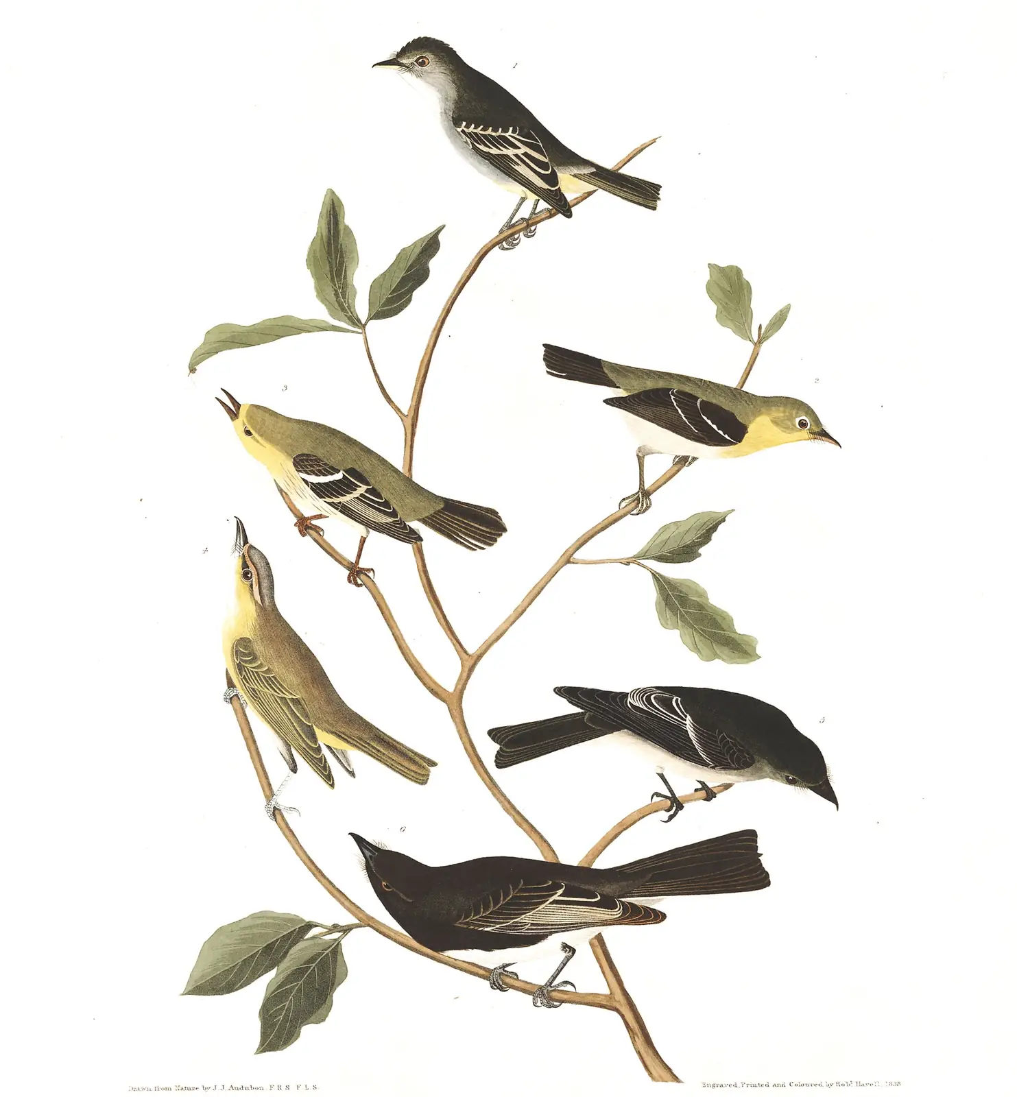 Plate 434 of Audubon's The Birds of America: Least Flycatcher (Empidonax minimus), Western Wood-Pewee (Contopus sordidulus) and Black Phoebe (Sayornis nigricans)