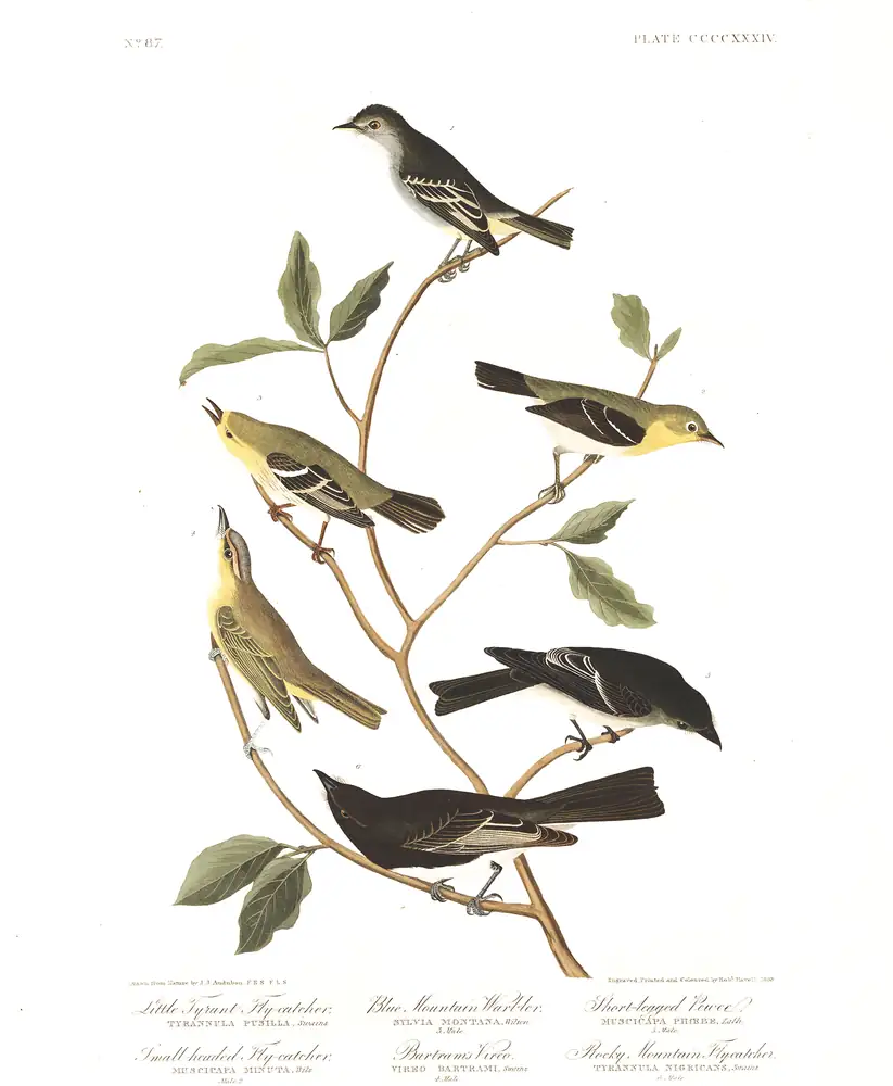 The whole sheet of plate 434, with its engraved caption