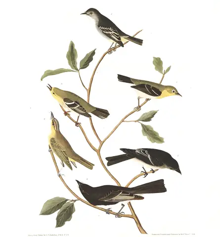 Plate 434 of Audubon's The Birds of America: Least Flycatcher (Empidonax minimus), Western Wood-Pewee (Contopus sordidulus) and Black Phoebe (Sayornis nigricans)