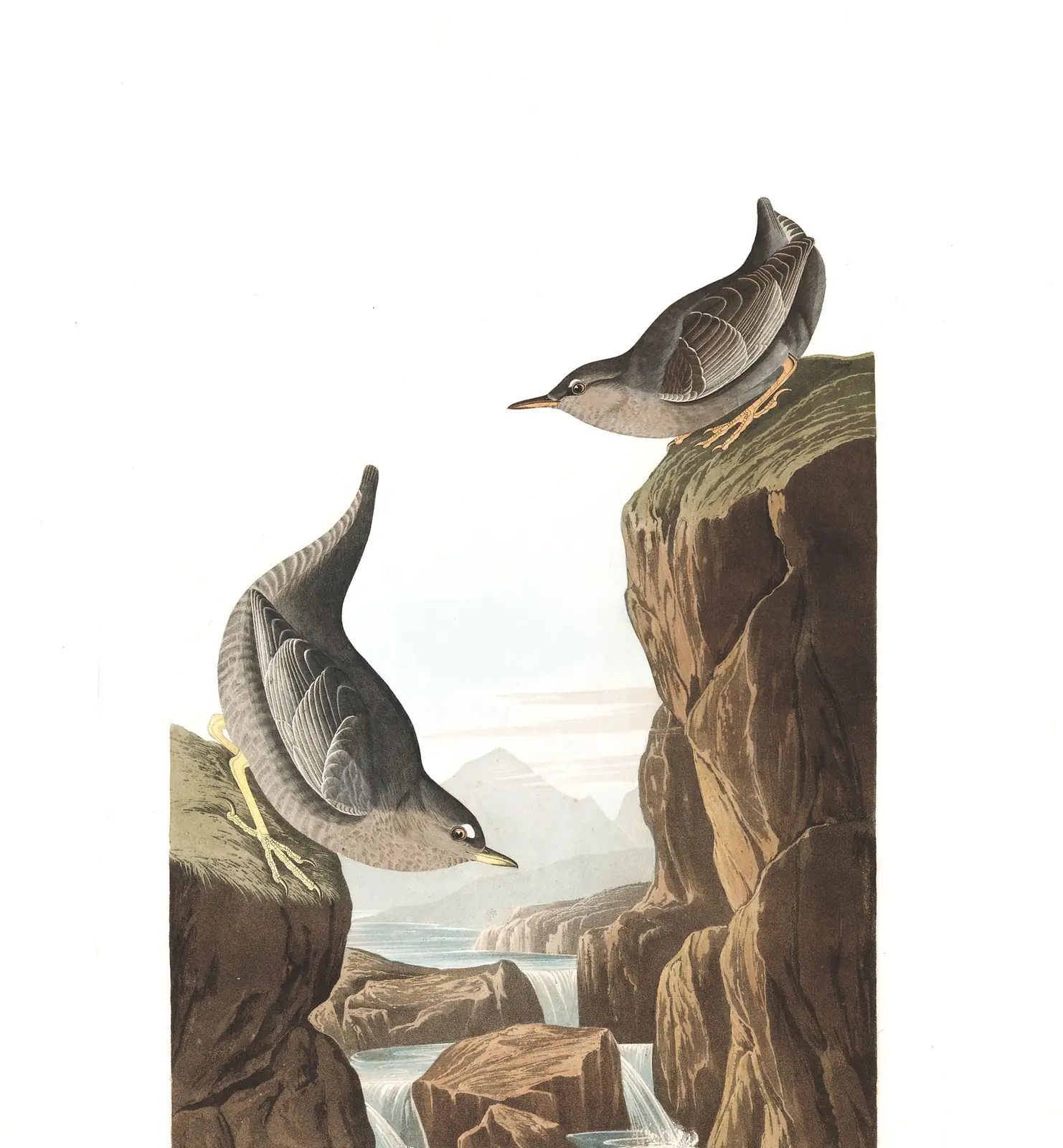 Plate 435 of Audubon's The Birds of America: American Dipper (Cinclus mexicanus)