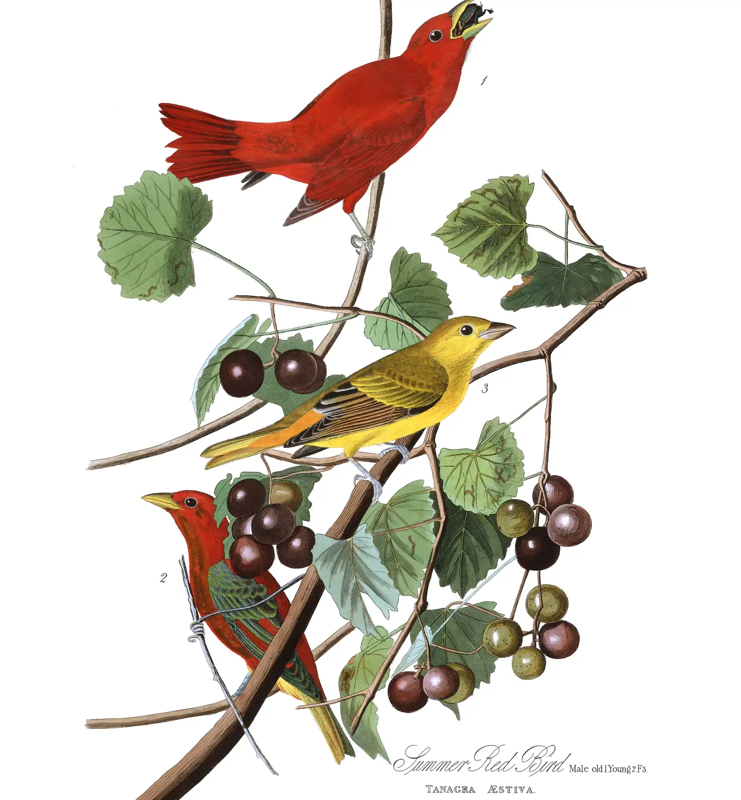 Plate 44 of Audubon's The Birds of America: Summer Tanager (Piranga rubra)