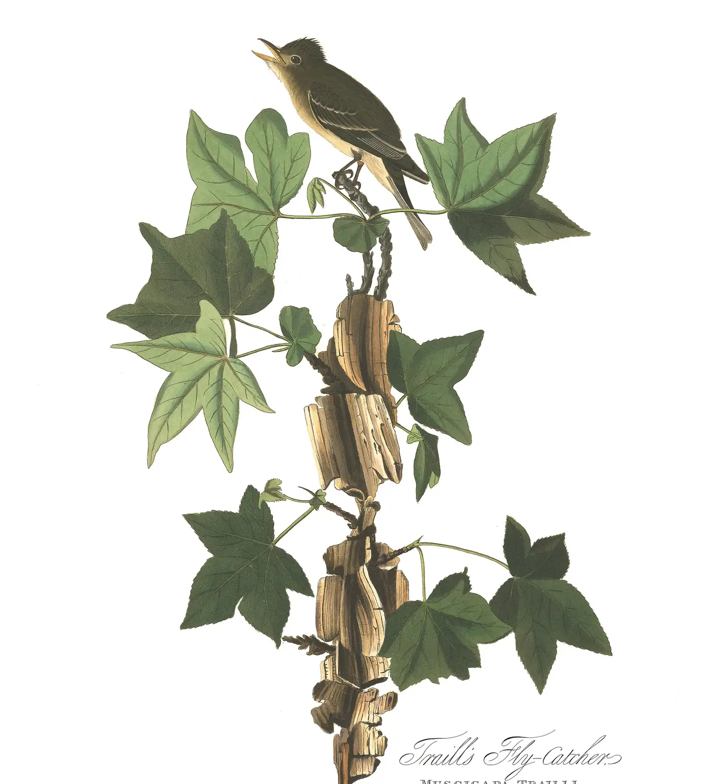 Plate 45 of Audubon's The Birds of America: Alder Flycatcher (Empidonax alnorum) and Willow Flycatcher (Empidonax traillii)