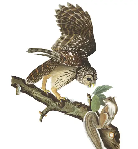 Plate 46 of Audubon's The Birds of America: Barred Owl (Strix varia)