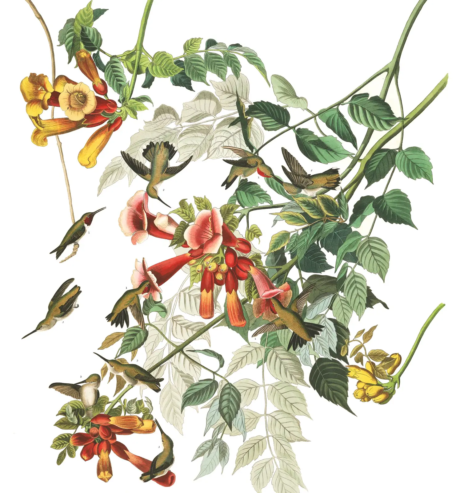 Plate 47 of Audubon's The Birds of America: Ruby-throated Hummingbird (Archilochus colubris)
