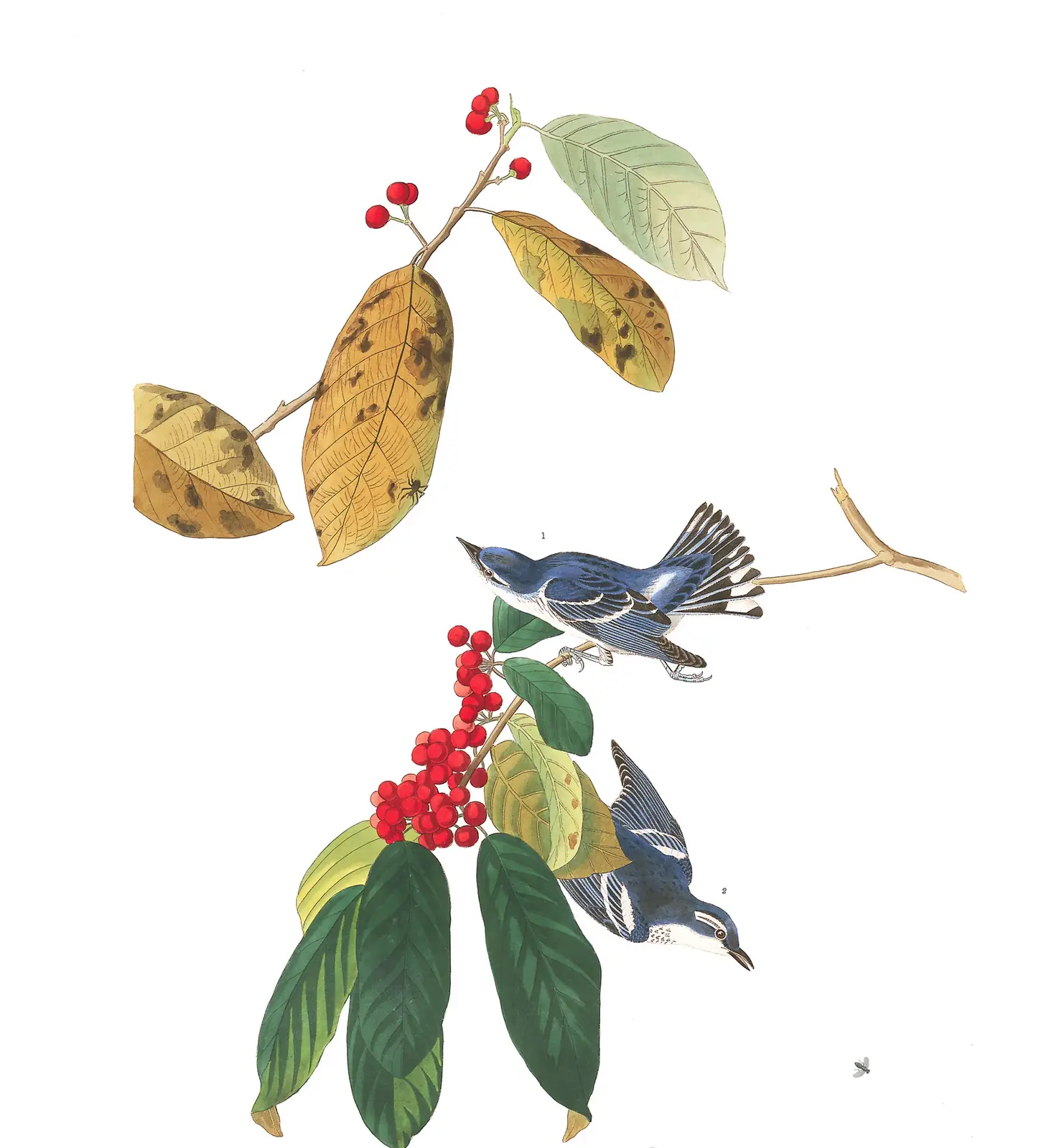 Plate 48 of Audubon's The Birds of America: Cerulean Warbler (Setophaga cerulea)