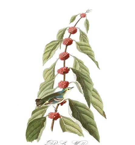 Plate 49 of Audubon's The Birds of America: Cerulean Warbler (Setophaga cerulea)